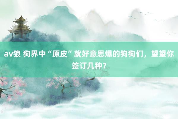 av狼 狗界中“原皮”就好意思爆的狗狗们，望望你签订几种？